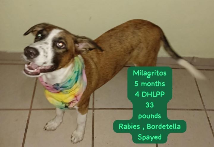 Mila, an adoptable Hound Mix in Virginia Beach, VA_image-3