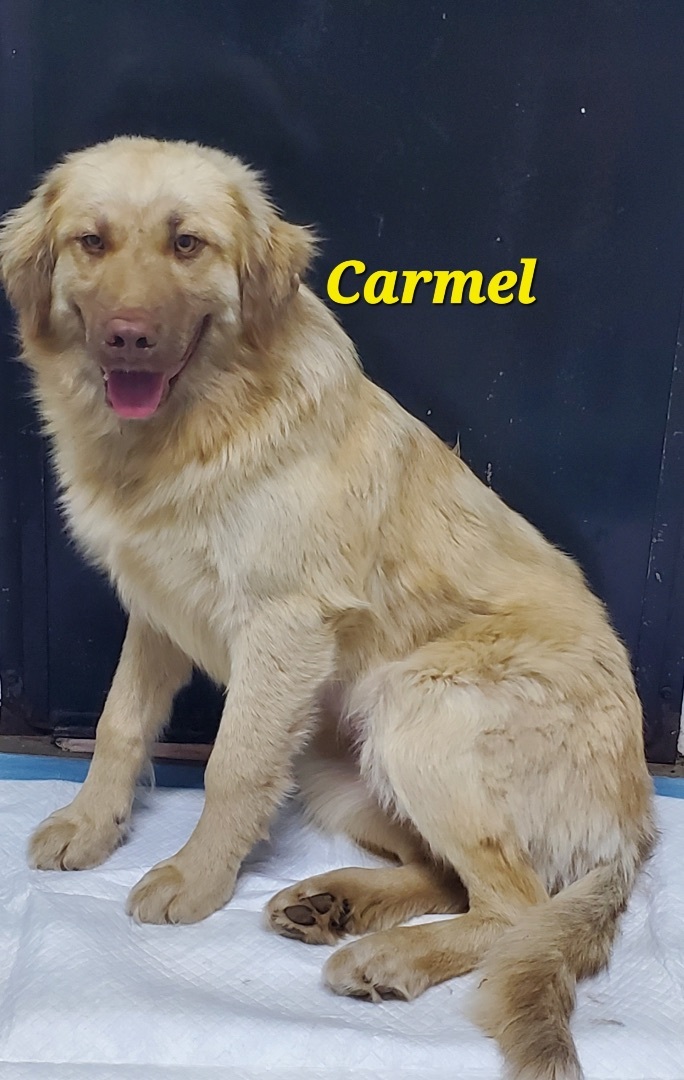 Carmel, an adoptable Retriever Mix in Mingus, TX_image-1