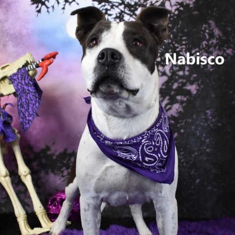 Nabisco, an adoptable Pit Bull Terrier in Yuma, AZ_image-1