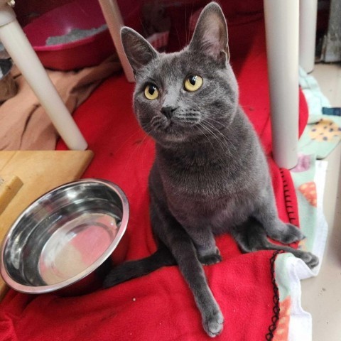 Grippy Socks, an adoptable Domestic Short Hair in Austin, TX, 78704 | Photo Image 1