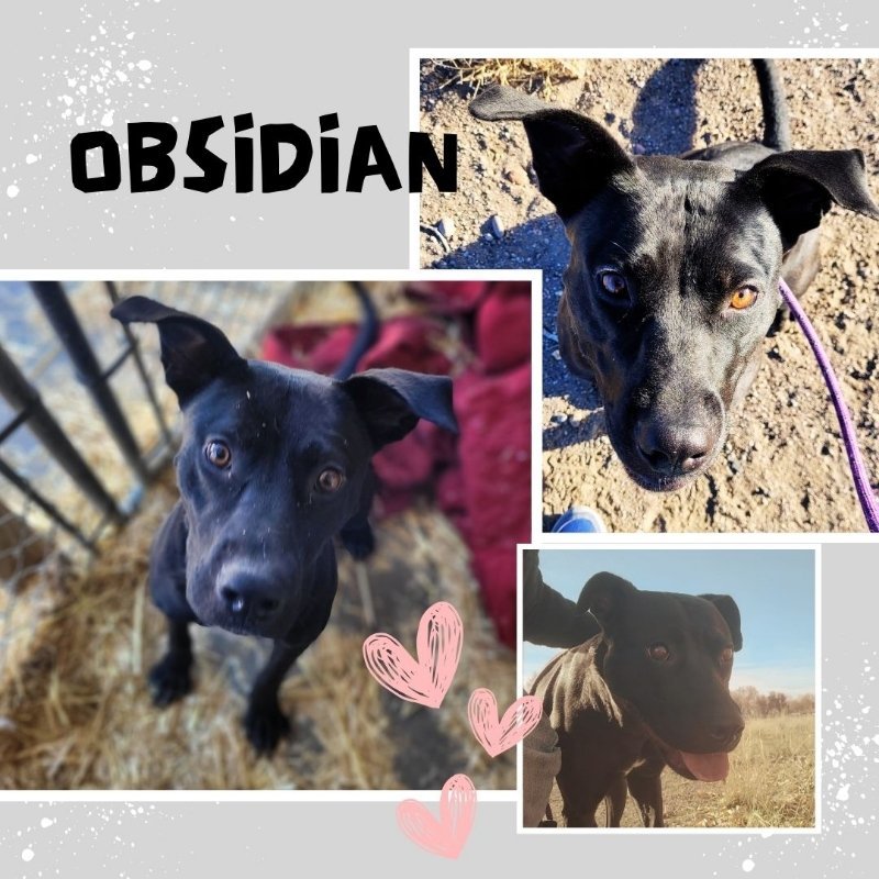 Obsidian, an adoptable Pit Bull Terrier, Black Labrador Retriever in Monte Vista, CO, 81144 | Photo Image 2