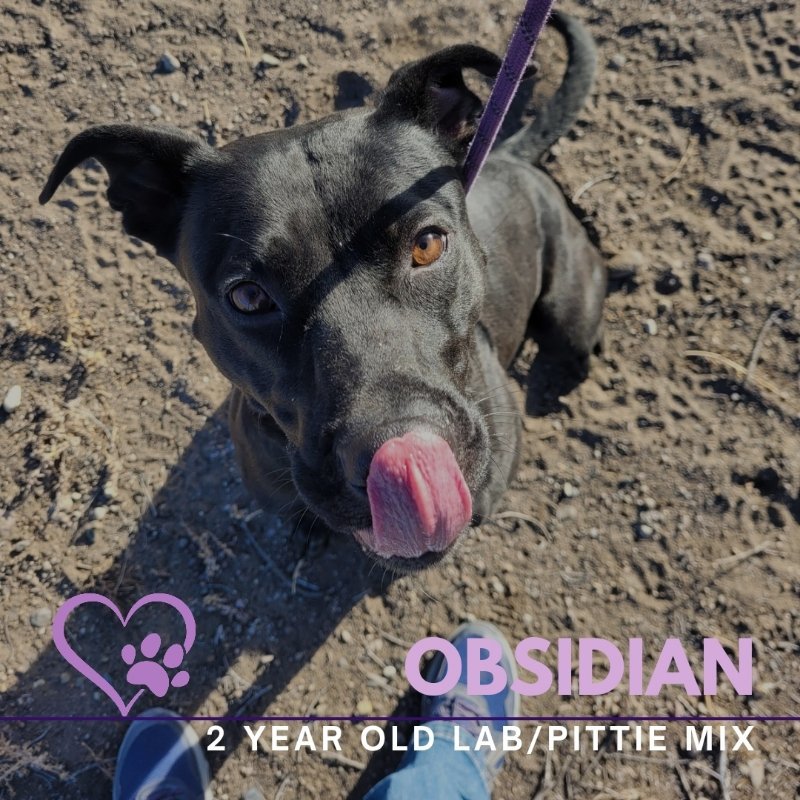 Obsidian, an adoptable Pit Bull Terrier, Black Labrador Retriever in Monte Vista, CO, 81144 | Photo Image 3