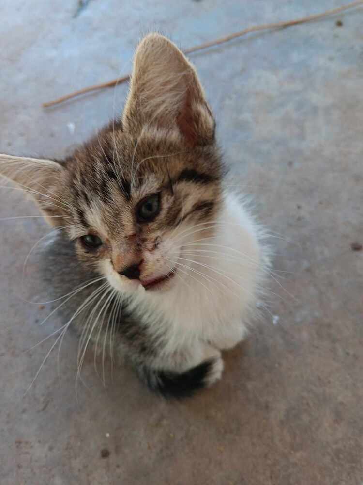 Penny (SC), an adoptable Domestic Short Hair in San Angelo, TX, 76905 | Photo Image 1