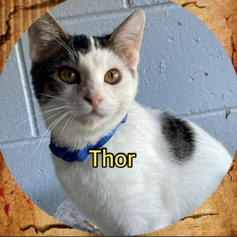 Thor hotsell cat collar