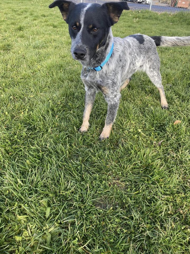 COBALT, an adoptable Cattle Dog Mix in Prineville, OR_image-3