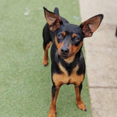 Coraline, an adoptable Miniature Pinscher in Grand Junction, CO, 81505 | Photo Image 1