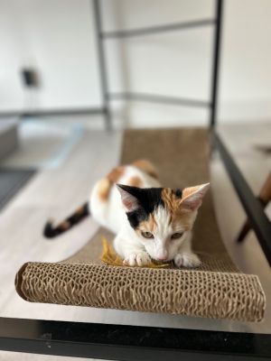 Matilda Calico Cat