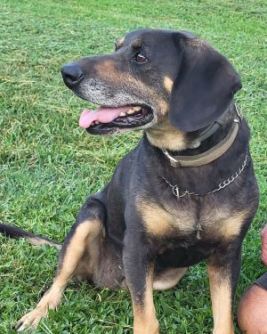 Lulu, Senior Female unknown