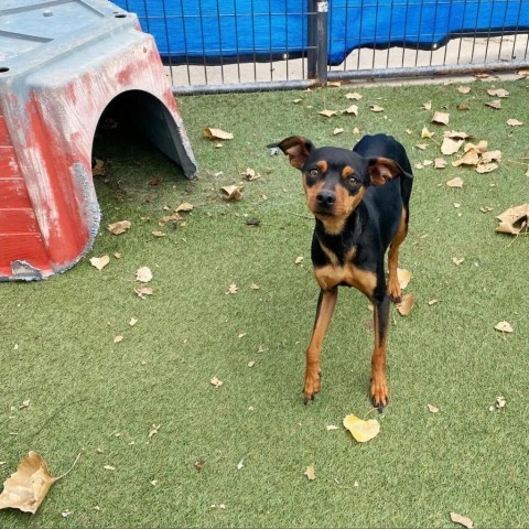 Wybie, an adoptable Miniature Pinscher in Grand Junction, CO, 81505 | Photo Image 1