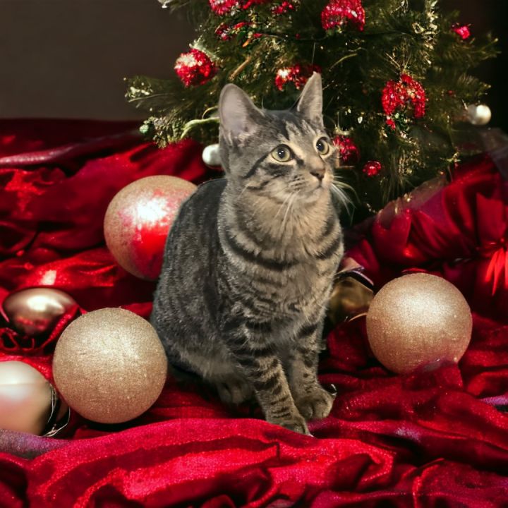 Skye, an adoptable Domestic Short Hair in St. Cloud, MN_image-1