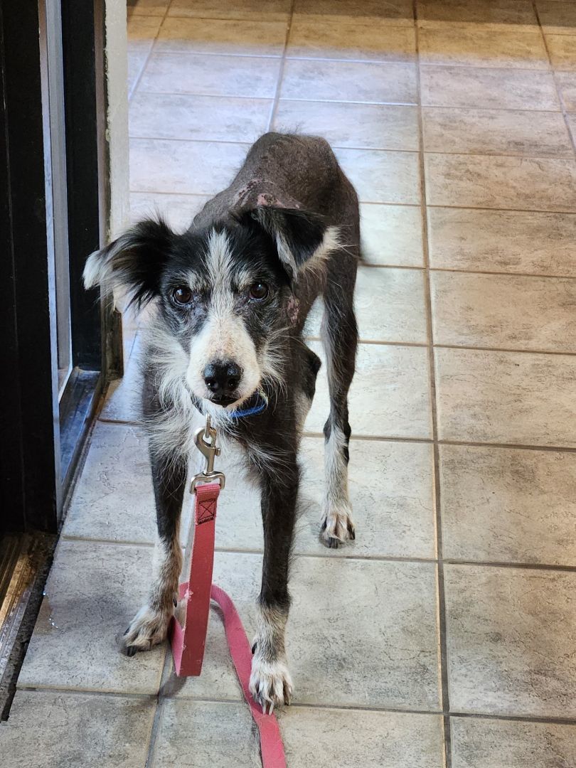 Jayde, an adoptable Border Collie in Polson, MT, 59860 | Photo Image 2