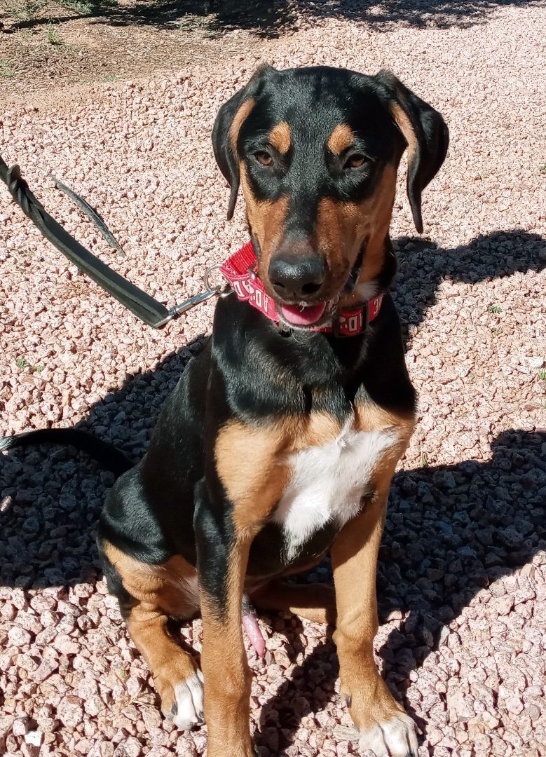 Boga, an adoptable Doberman Pinscher in Payson, AZ, 85541 | Photo Image 3