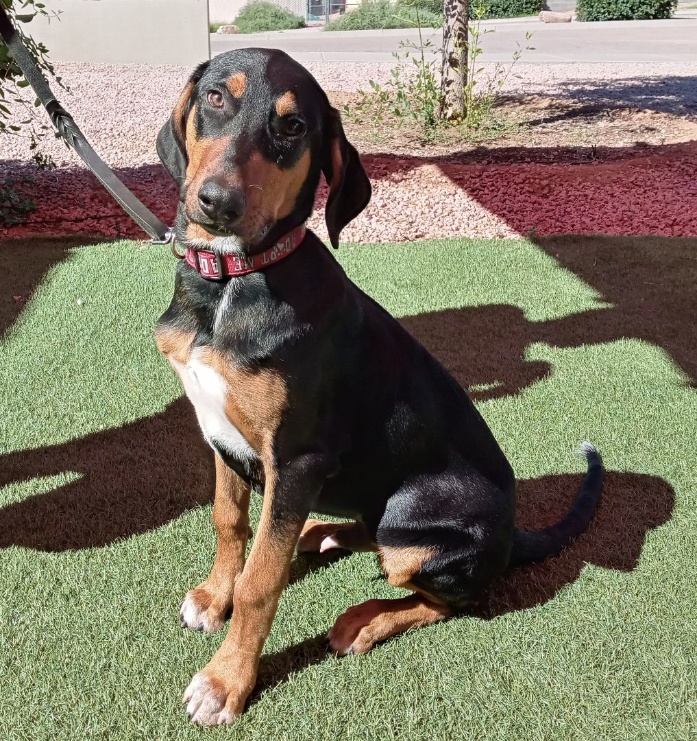 Boga, an adoptable Doberman Pinscher in Payson, AZ, 85541 | Photo Image 4