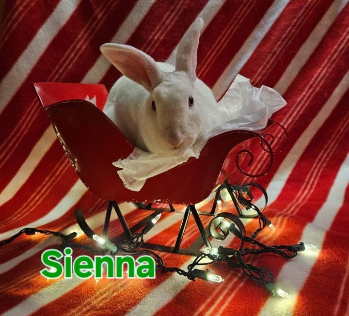 Sienna, an adoptable Rex & Mini Rex Mix in Wilkes-Barre, PA_image-3