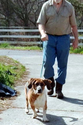 German shepherd basset hound best sale mix puppies