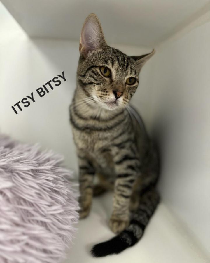 Itsy Bitsy, an adoptable Domestic Short Hair in Honolulu, HI_image-1