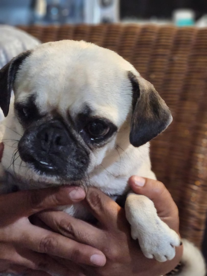 Dog for adoption Luna, a Pug in Cabo San Lucas, BCS Petfinder