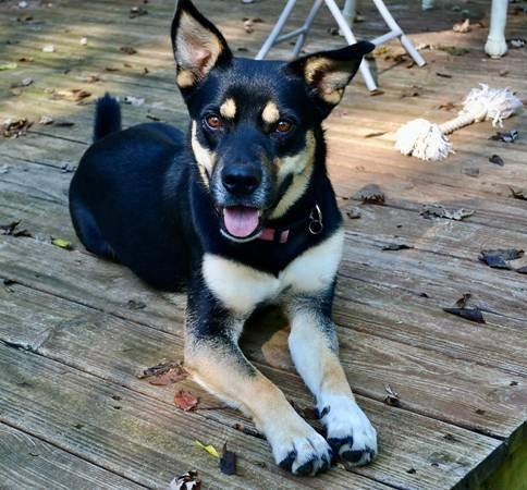 Australian shepherd x sales kelpie