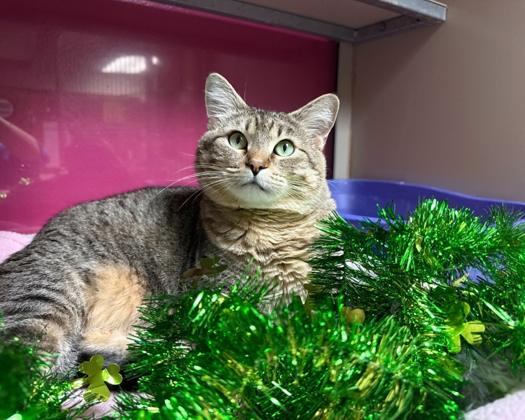 Sylvie, an adoptable Domestic Short Hair in Lansing, KS, 66043 | Photo Image 1