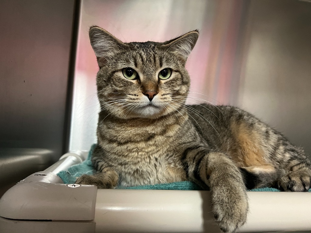 Sylvie, an adoptable Domestic Short Hair in Lansing, KS, 66043 | Photo Image 2