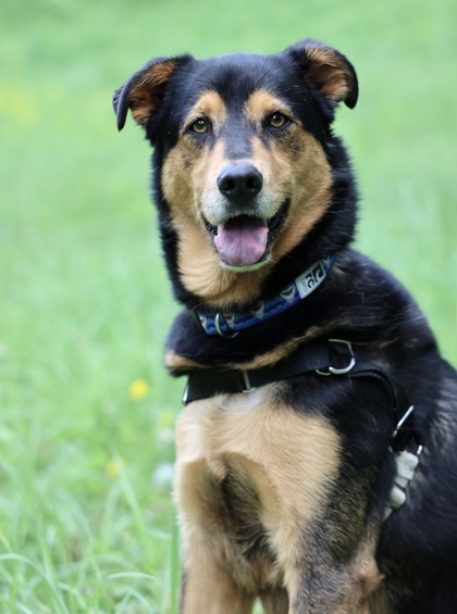 Charlie, an adoptable Labrador Retriever, Mixed Breed in Hastings, MN, 55033 | Photo Image 1