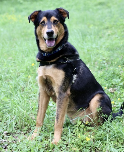 Charlie, an adoptable Labrador Retriever, Mixed Breed in Hastings, MN, 55033 | Photo Image 2