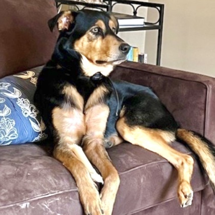 Charlie, an adoptable Labrador Retriever, Mixed Breed in Hastings, MN, 55033 | Photo Image 3