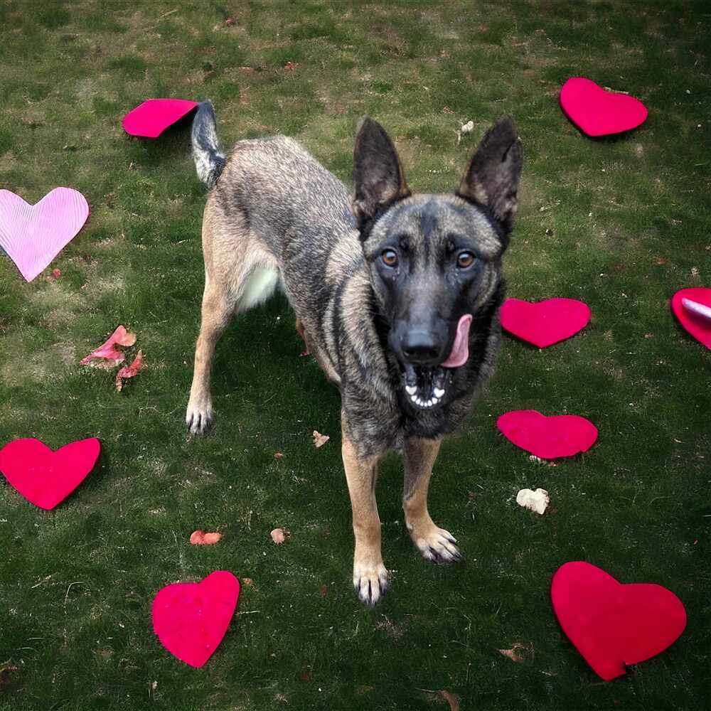 Miss Chip #53416, an adoptable Belgian Shepherd / Malinois in Hooksett, NH, 03106 | Photo Image 2