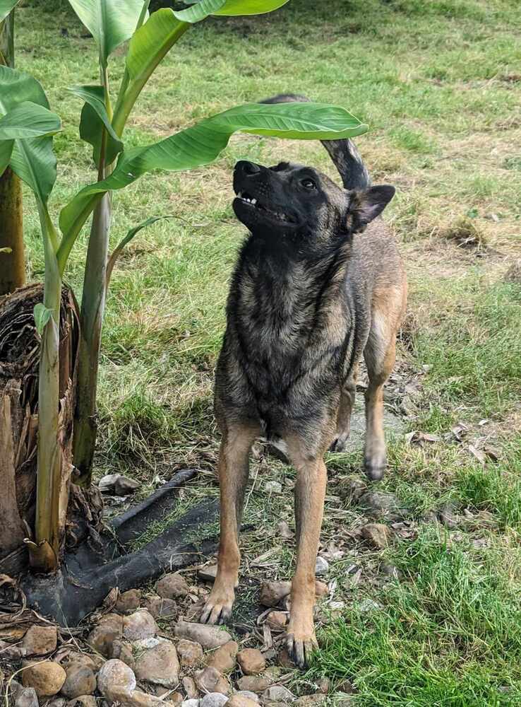 Miss Chip #53416, an adoptable Belgian Shepherd / Malinois in Hooksett, NH, 03106 | Photo Image 3