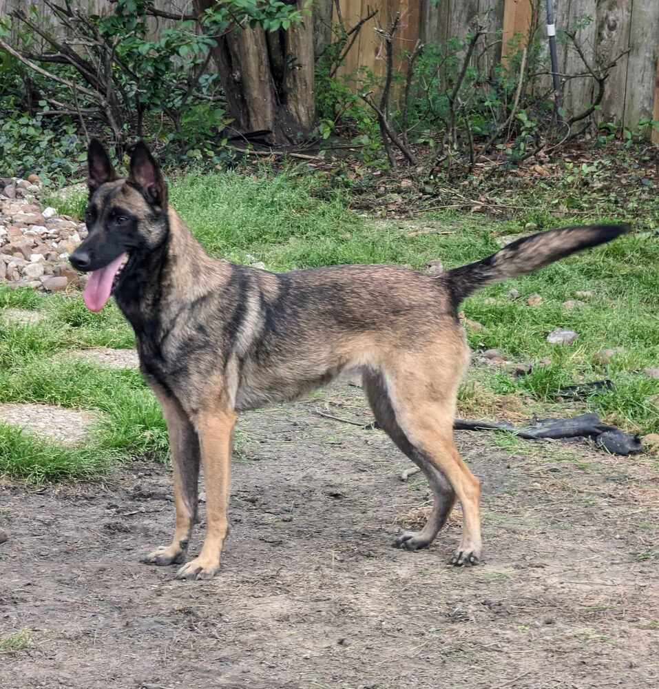 Miss Chip #53416, an adoptable Belgian Shepherd / Malinois in Hooksett, NH, 03106 | Photo Image 4