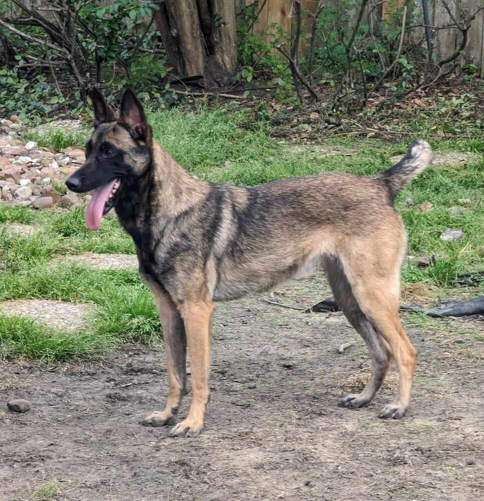Miss Chip #53416, an adoptable Belgian Shepherd / Malinois in Hooksett, NH, 03106 | Photo Image 4