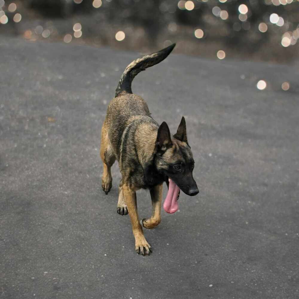 Miss Chip #53416, an adoptable Belgian Shepherd / Malinois in Hooksett, NH, 03106 | Photo Image 6