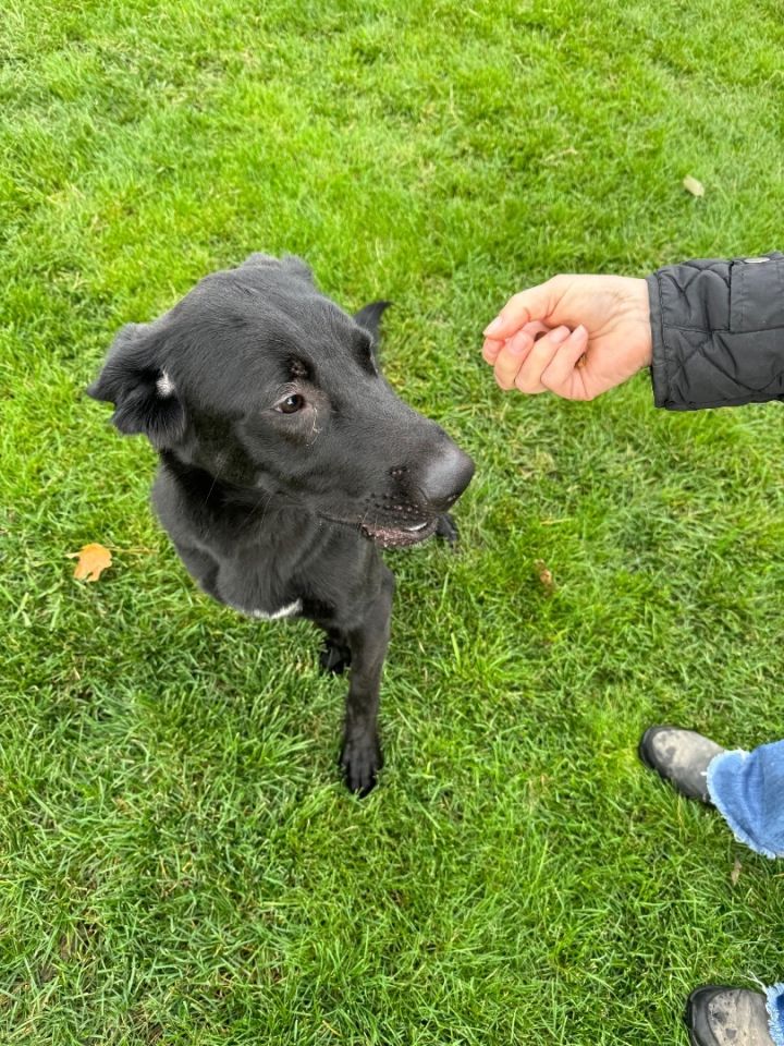 Petfinder flat hotsell coated retriever