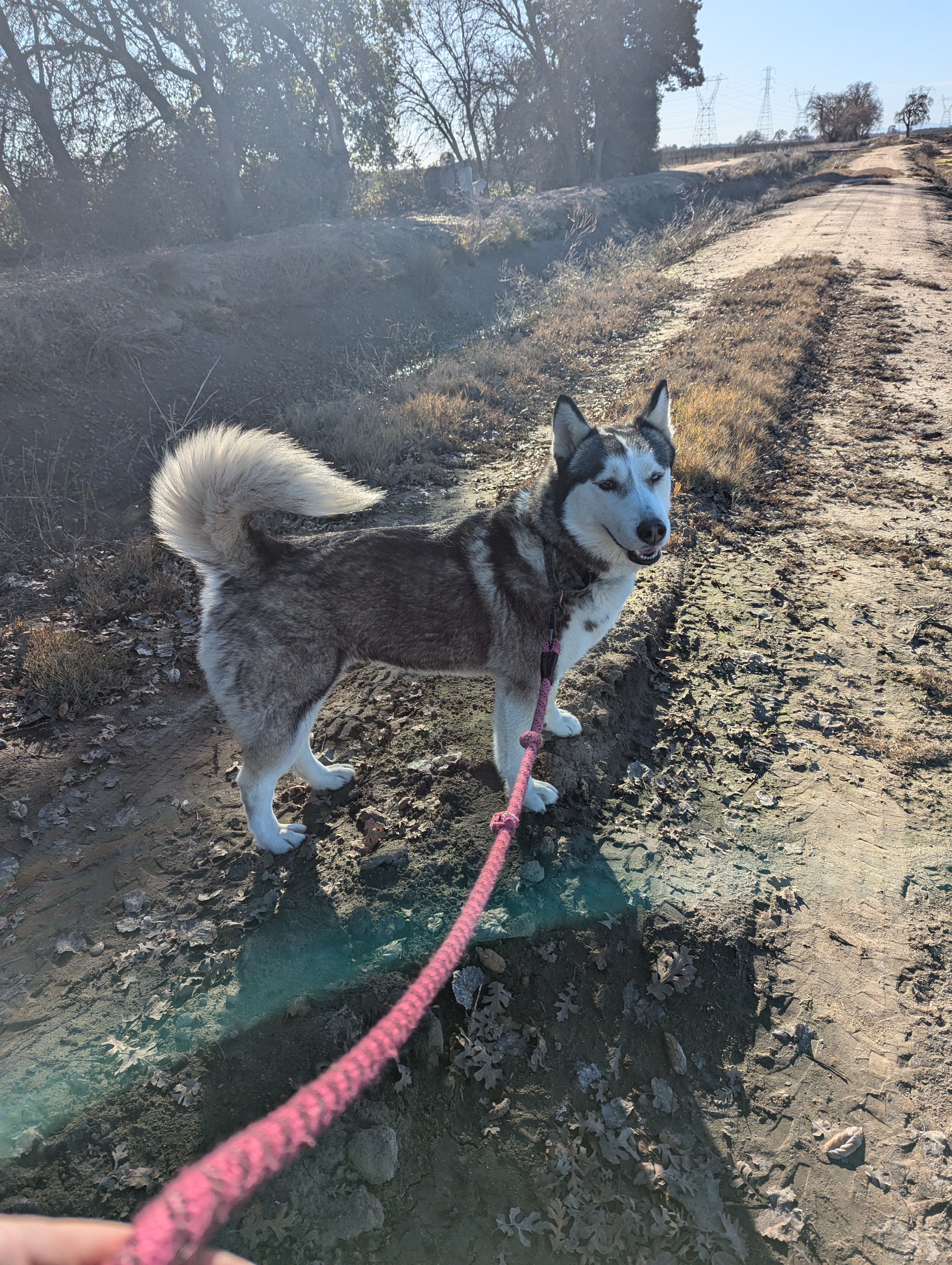 Stella, an adoptable Siberian Husky in Vancouver, WA, 98686 | Photo Image 1