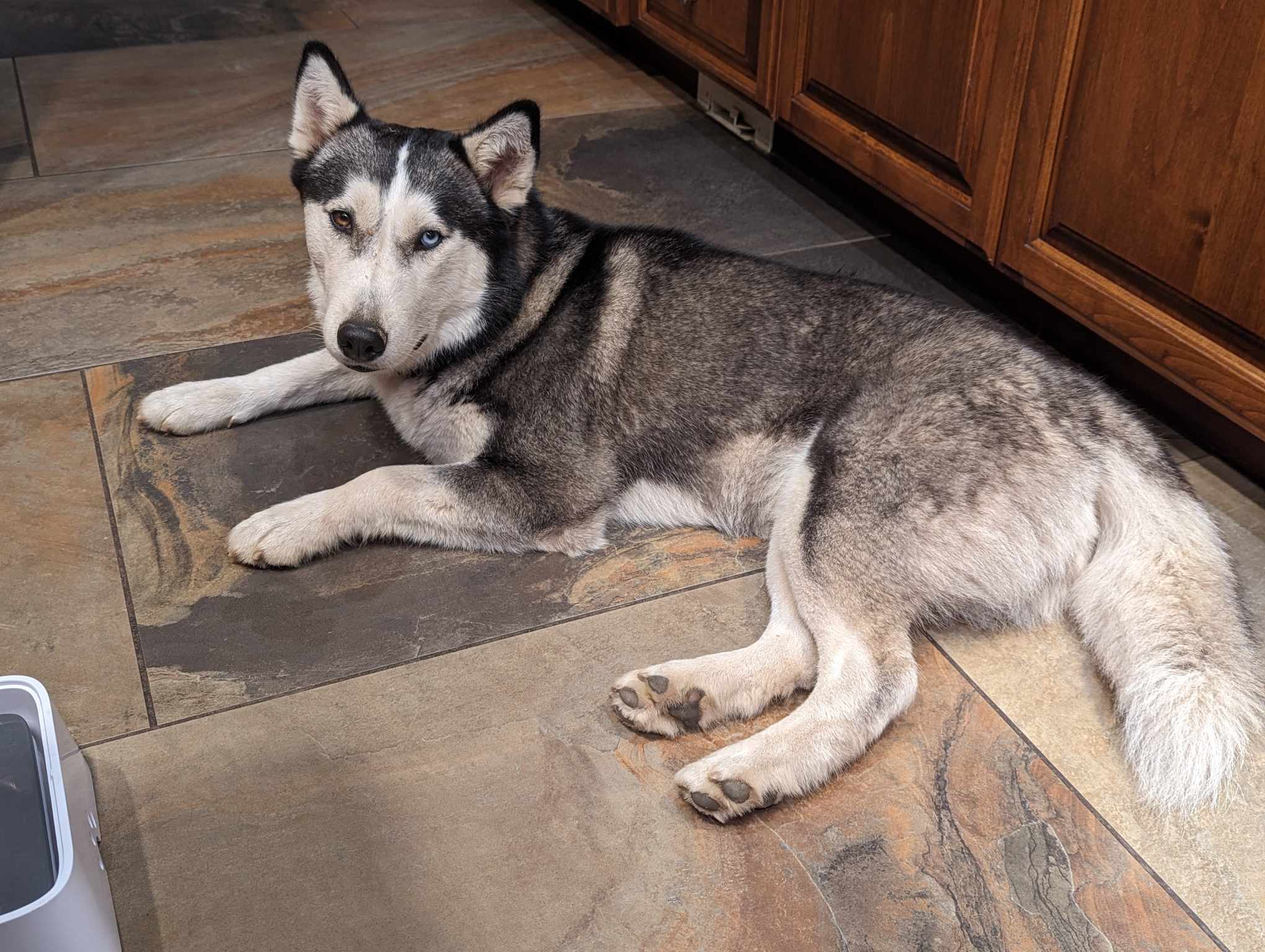 Stella, an adoptable Siberian Husky in Vancouver, WA, 98686 | Photo Image 5