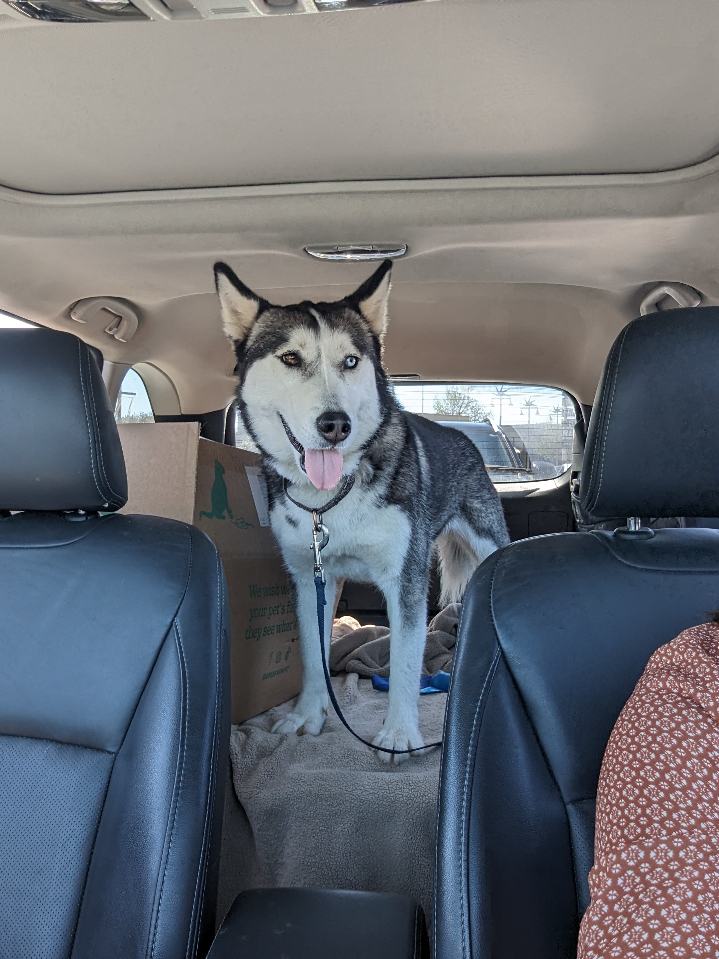 Stella, an adoptable Siberian Husky in Vancouver, WA, 98686 | Photo Image 6