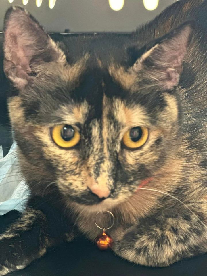 Cat for adoption Ruby a Tortoiseshell in Burton MI Petfinder