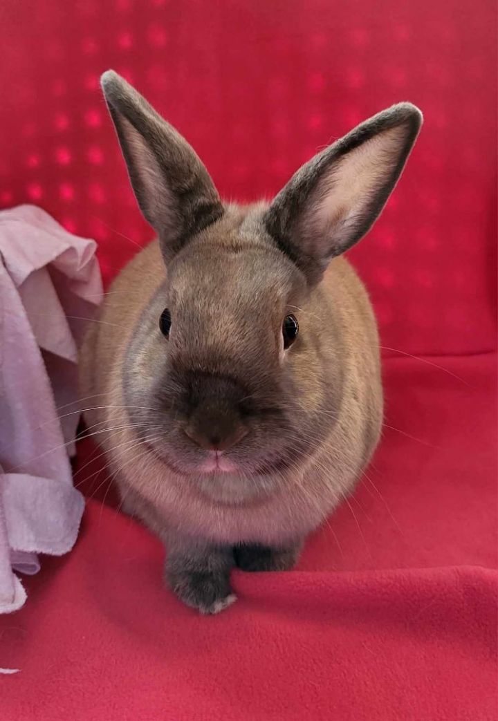 Kiki & June, an adoptable Dwarf & Bunny Rabbit Mix in Harrisburg, PA_image-6