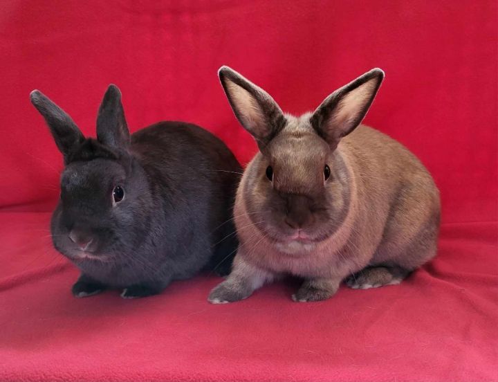 Kiki & June, an adoptable Dwarf & Bunny Rabbit Mix in Harrisburg, PA_image-1