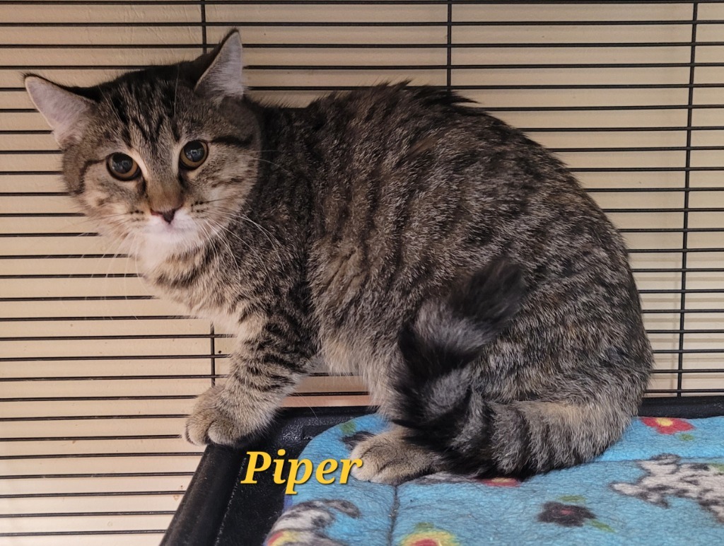 Piper, an adoptable Domestic Short Hair in Cedar Rapids, IA, 52404 | Photo Image 1