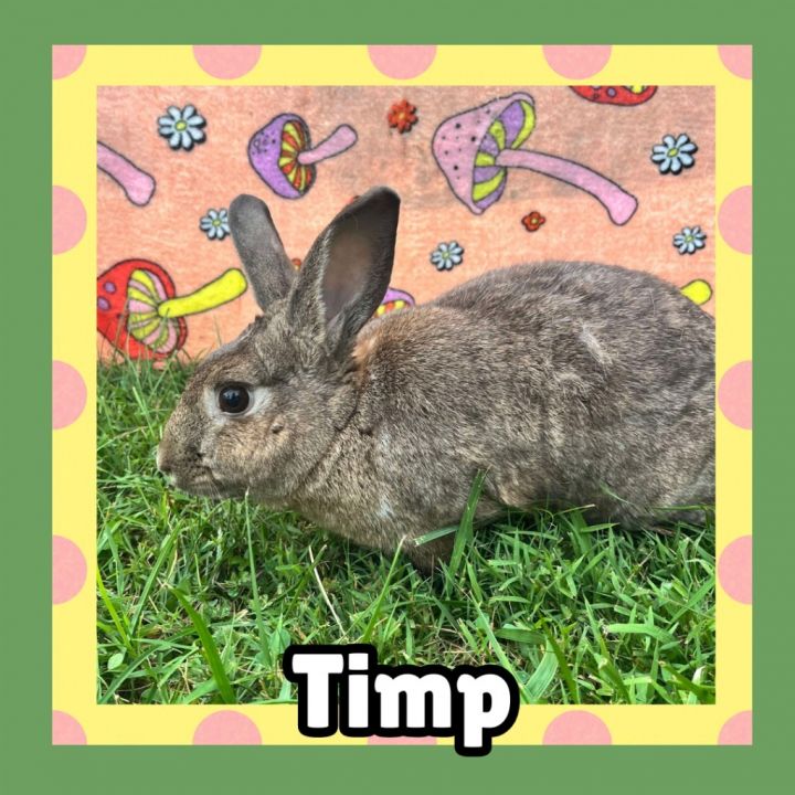 Timp 1