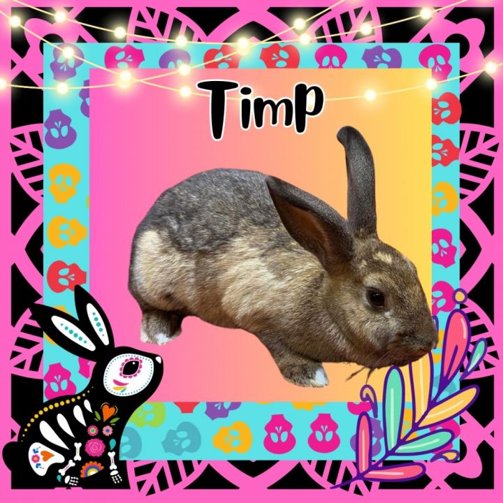 Timp 2