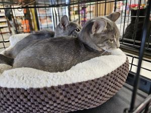 Meet Trix and CapnTrix - The Curious Explorer Trix the smaller grey cat 