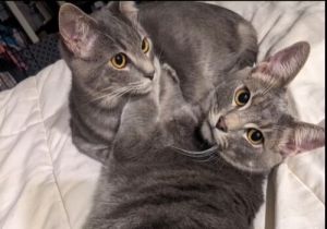 Meet Trix and CapnTrix - The Curious Explorer Trix the smaller grey cat is a curious little 