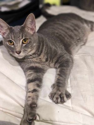 Meet Trix and CapnTrix - The Curious Explorer Trix the smaller grey cat is a curious little 