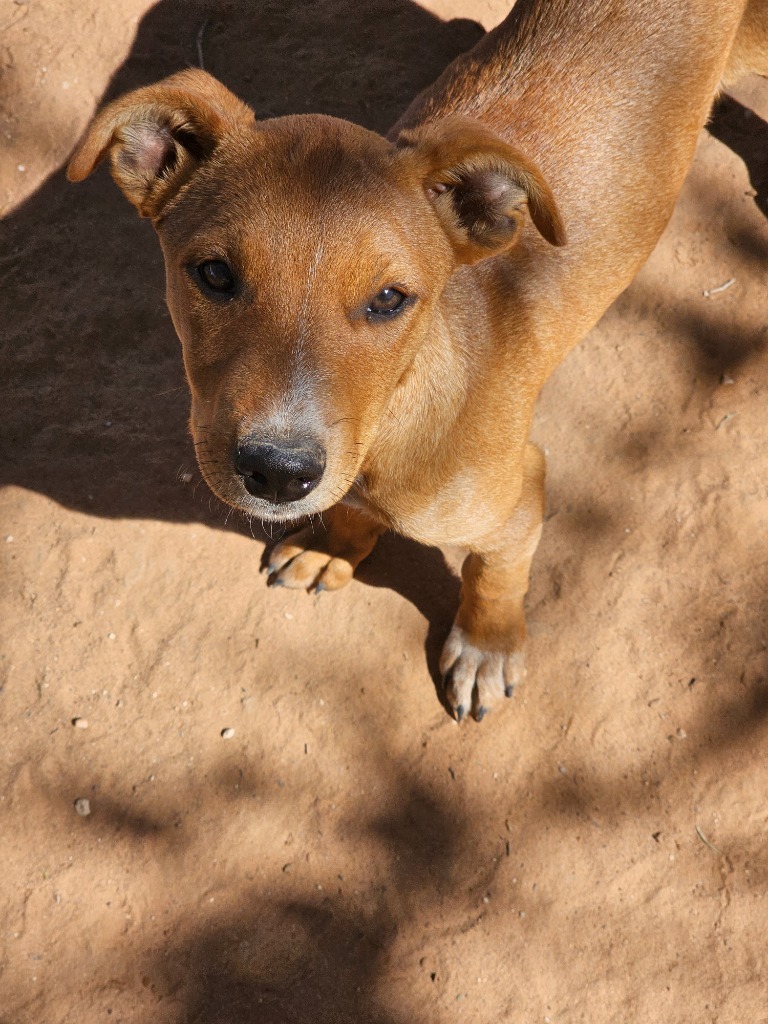 Ray, an adoptable Labrador Retriever in Midland, TX, 79705 | Photo Image 1