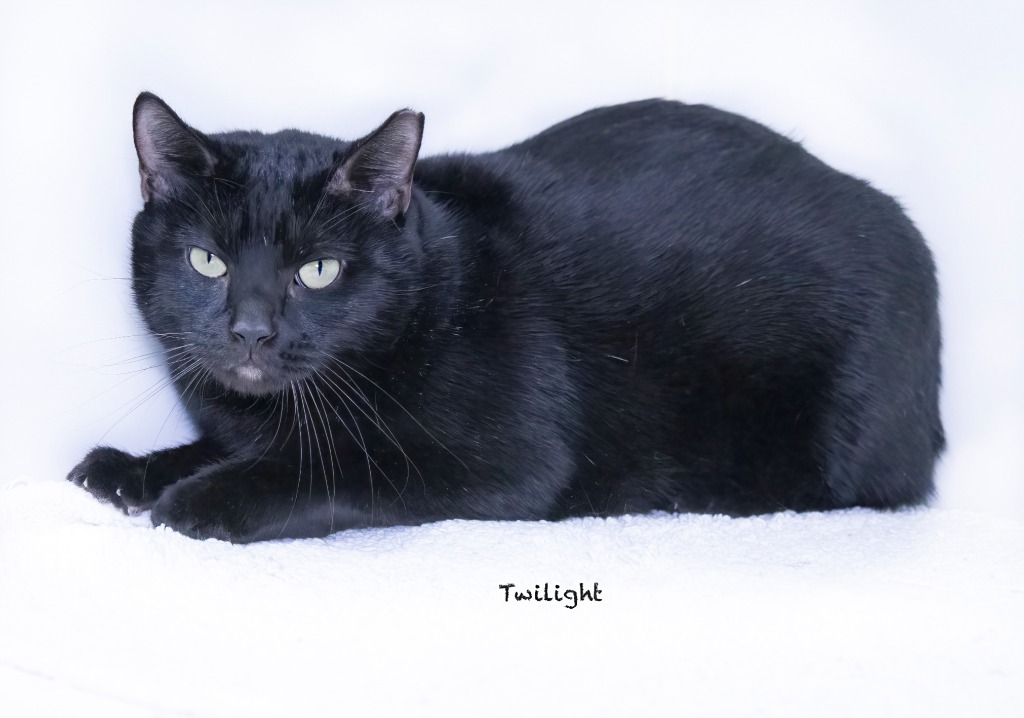 Twilight, an adoptable Domestic Short Hair in Hot Springs Village, AR, 71909 | Photo Image 3