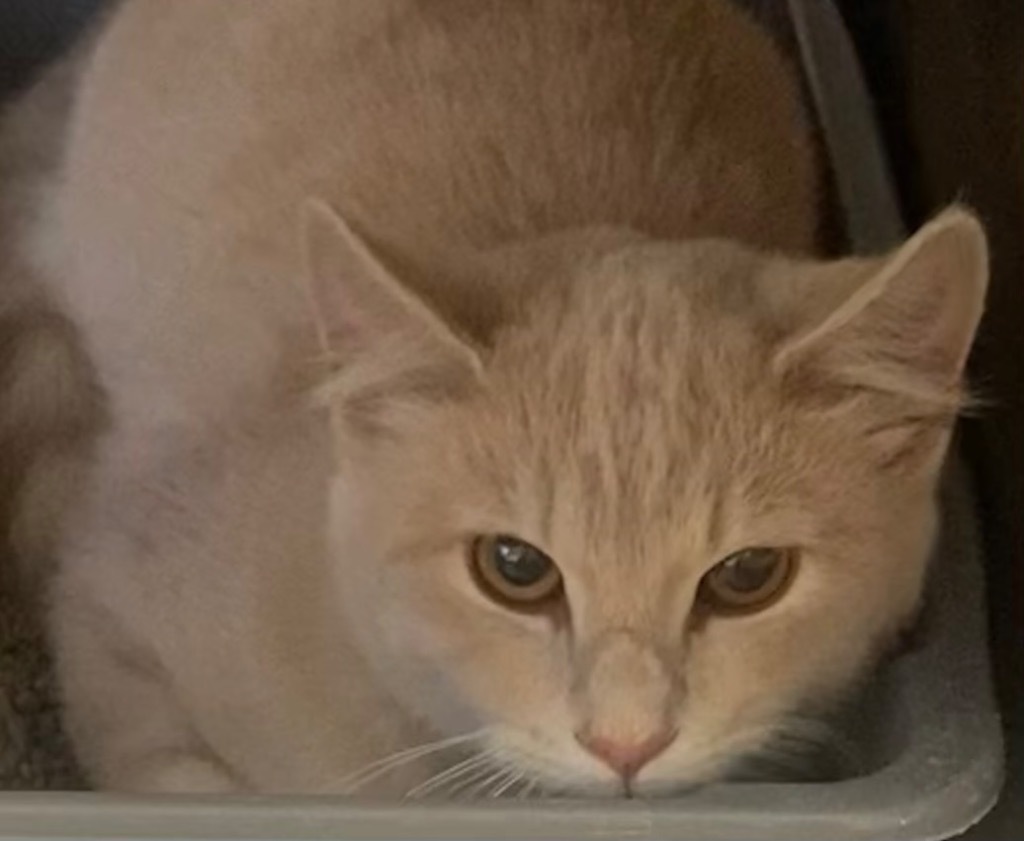 ADDIE, an adoptable Domestic Short Hair in Elizabethton, TN, 37643 | Photo Image 1