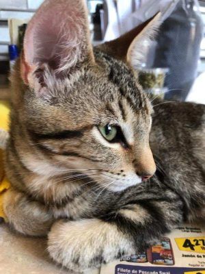 Papito Domestic Short Hair Cat