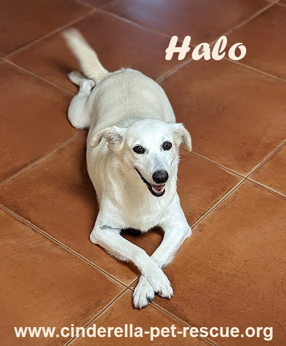 Halo, an adoptable Mixed Breed in Mission, TX, 78574 | Photo Image 1
